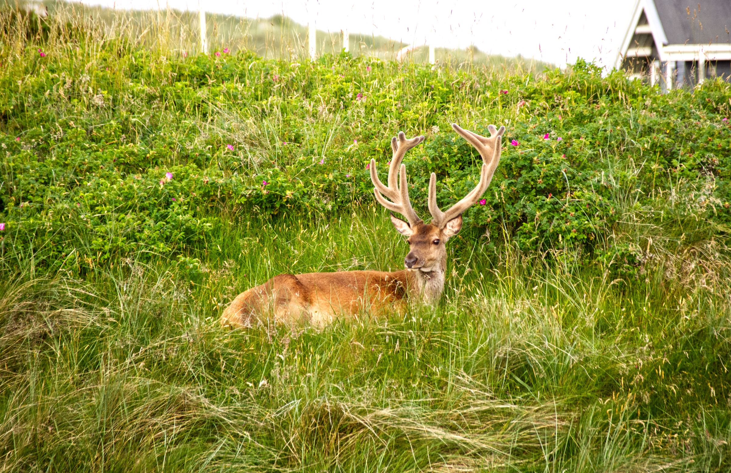 Hirschbesuch am frühen Morgen in Vejers Strand